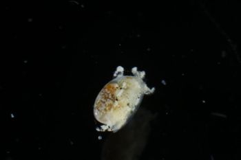 Media type: image;   Malacology 393732 Description: live specimen;